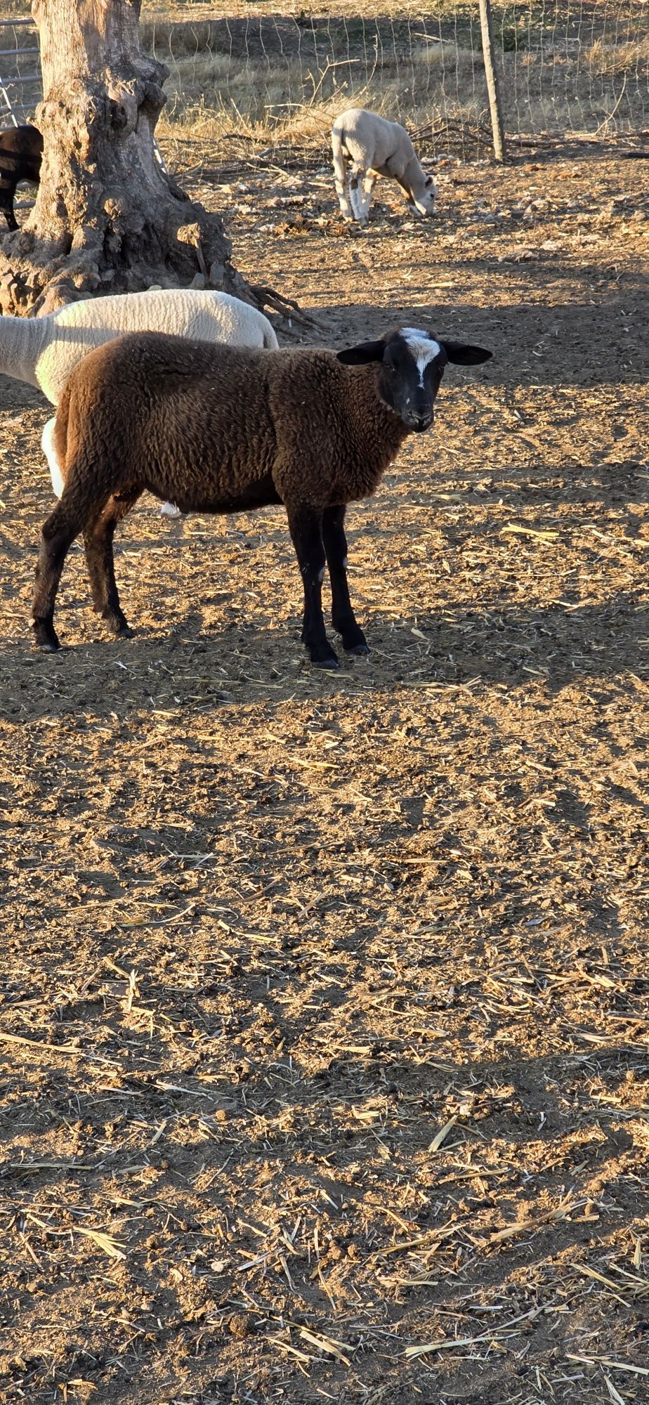 Macho Merino preto com Inra