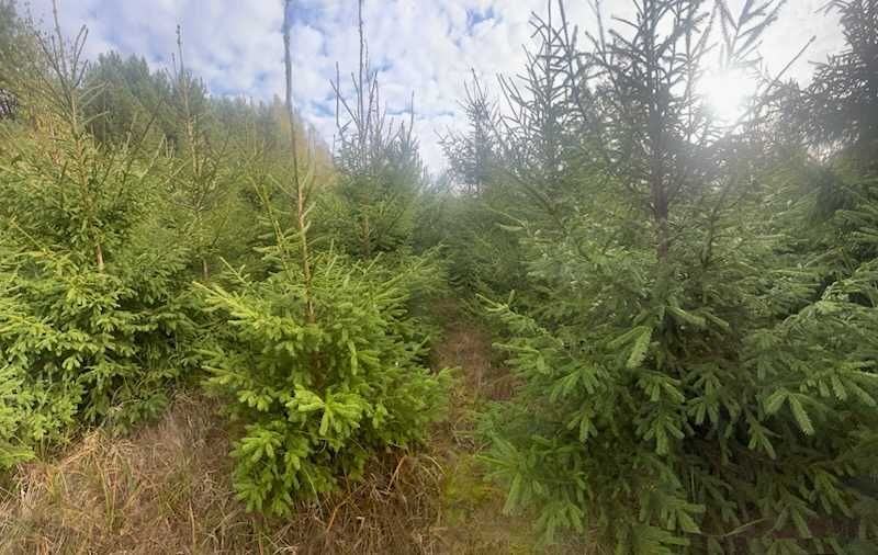 Sprzedam choinki z plantacji