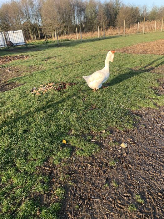 Sprzedam mlodego gasiora cholmogora