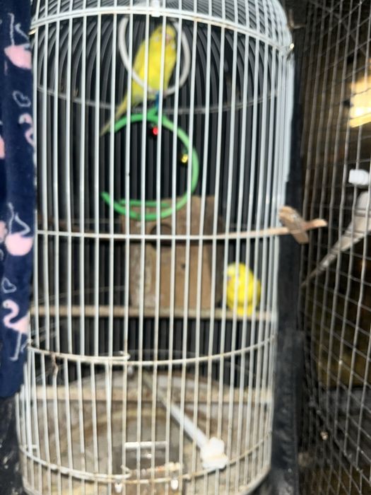 periquitos 4 3 cokateil