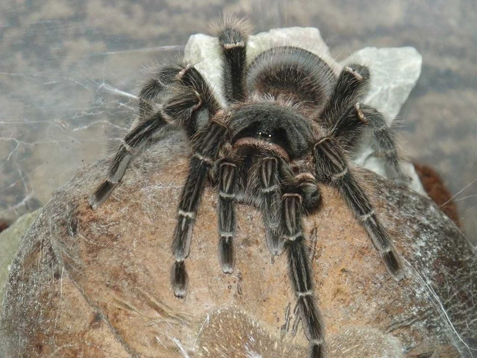 Lasiodora parahybana L5/L6 Ptasznik olbrzymi