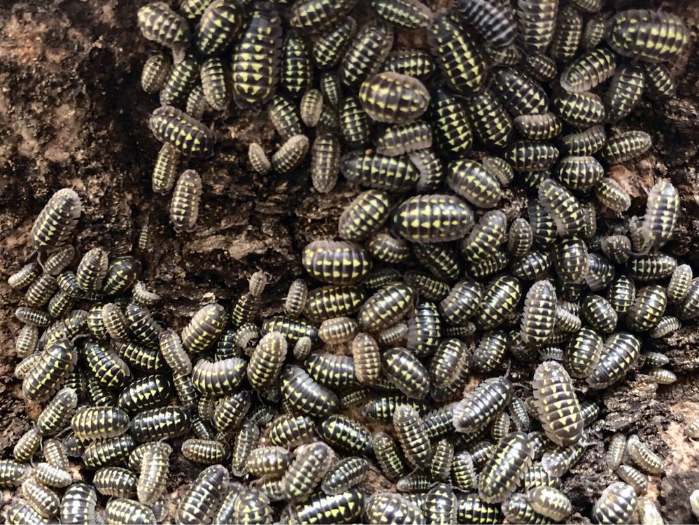 Armadillidium gestroi isopody kulanki