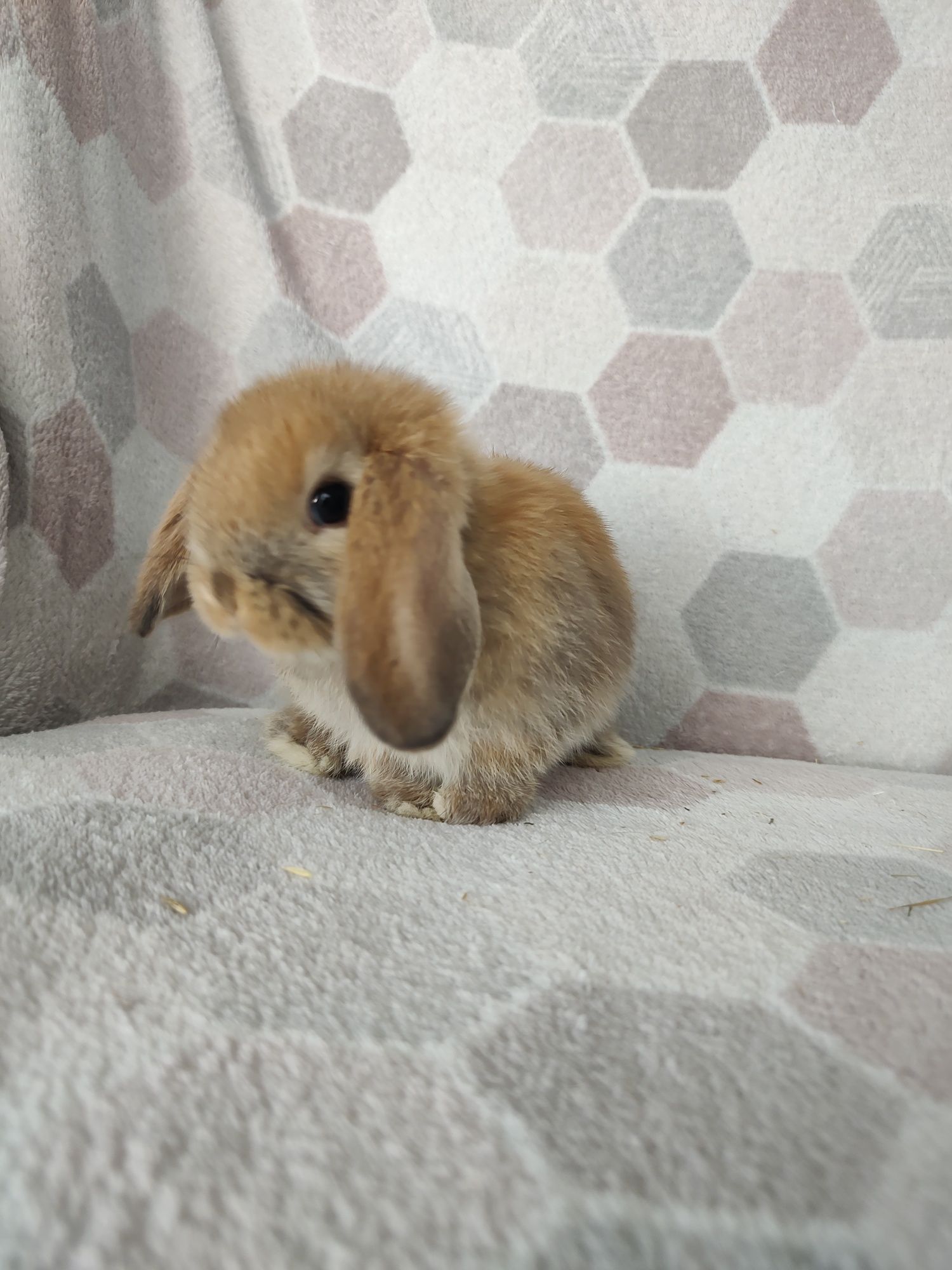 Mini lop króliczki