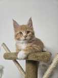 Kocurek Maine Coon