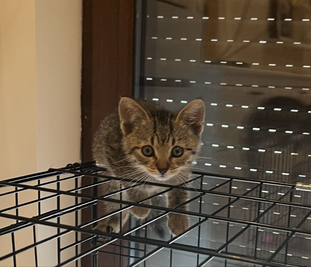Leo malutki kotek do adopcji