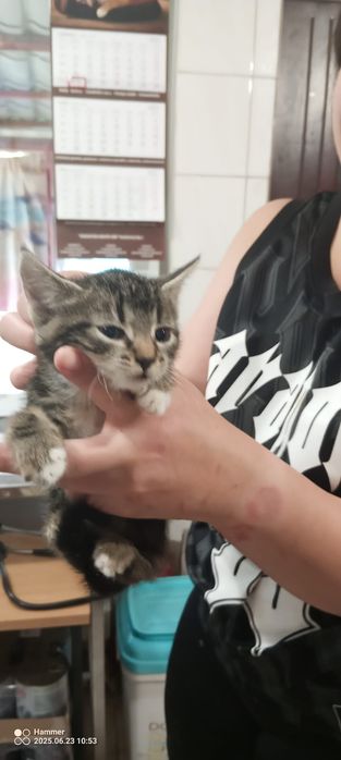 Małe kotki kociaki ze schroniska do adopcji