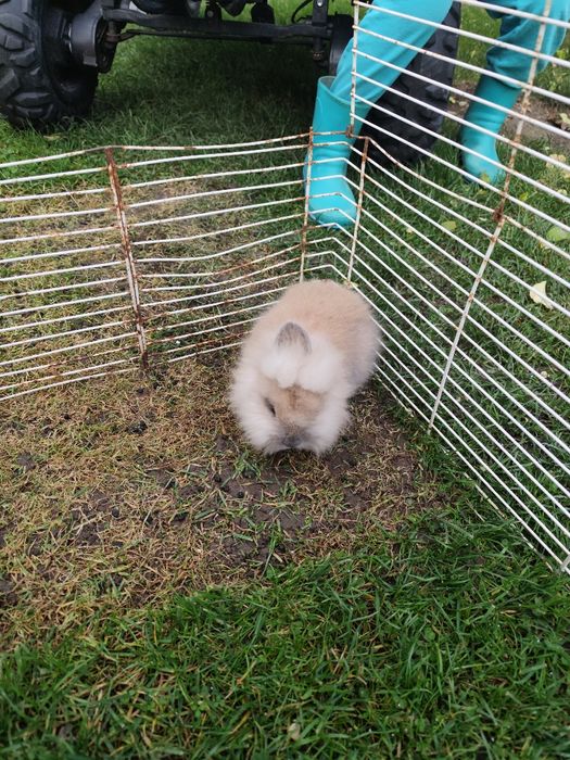 Króliczek miniaturka lwi