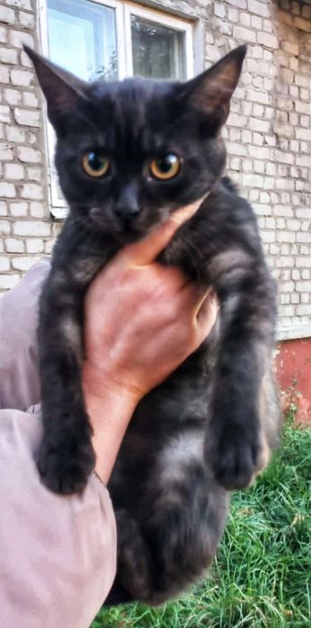 Кошечка в добрі руки