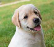 Wspaniały szczeniak Labrador Retriever