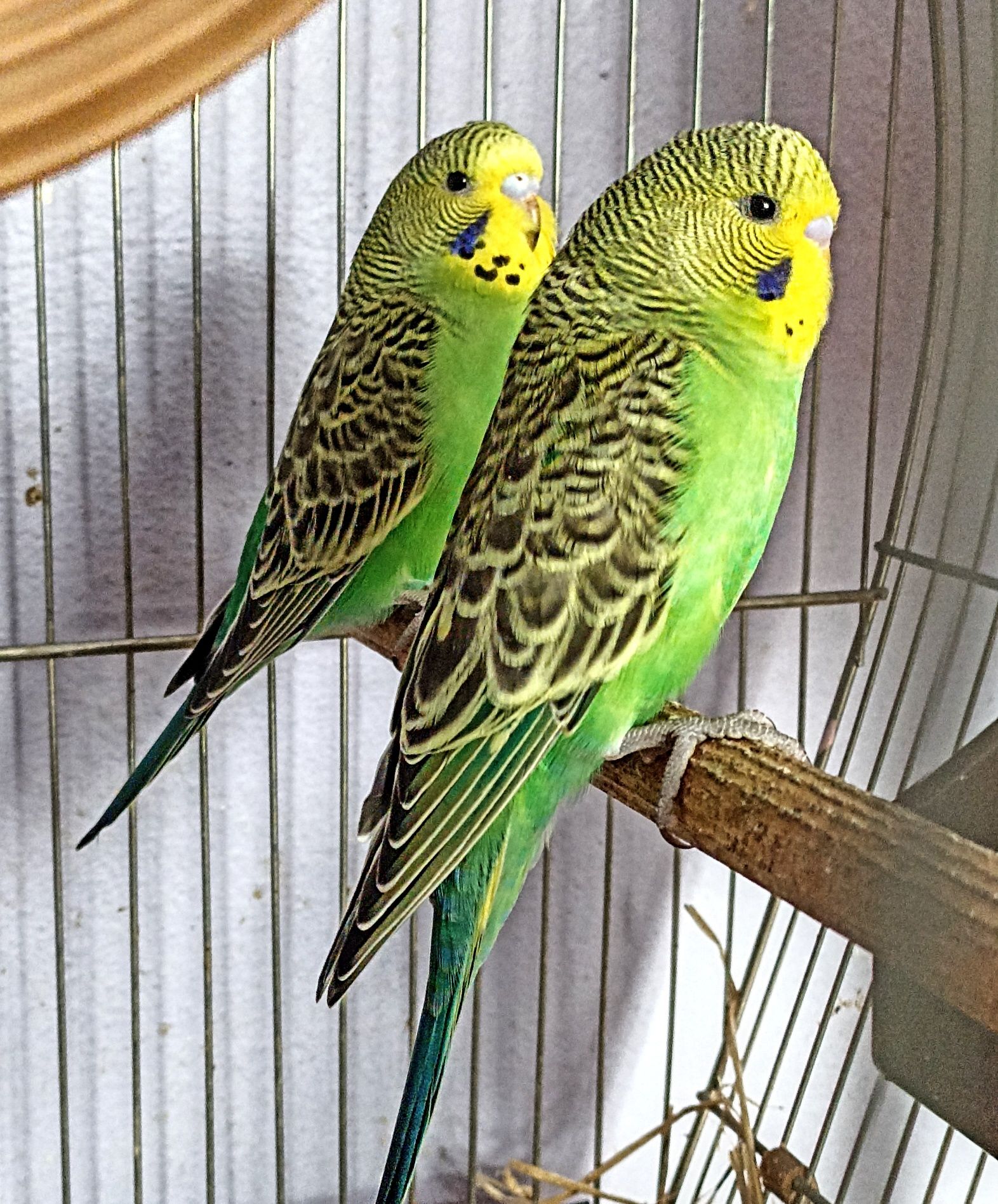 Młode papugi faliste 1x zielona 1x żółta