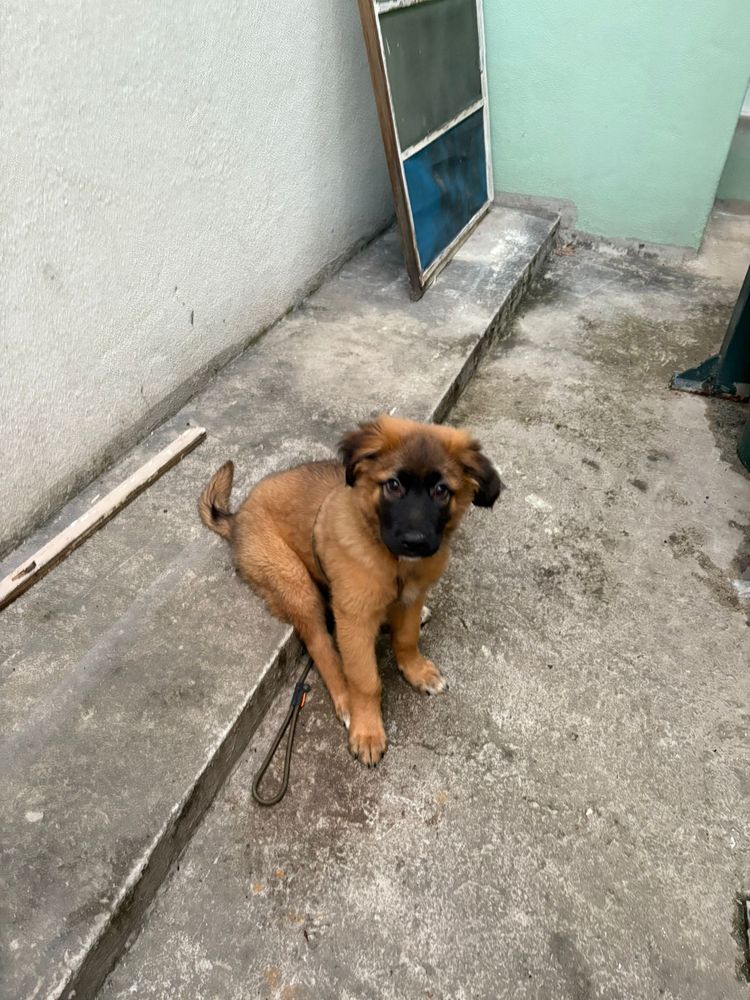 Bebé com 6 meses para adoção responsável.