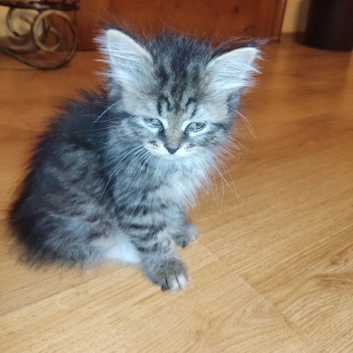 Милі кошенята шукають свою люблячу сім’ю!