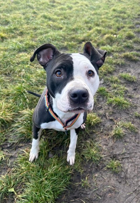 Lula - czy znajdzie odpowiedzialnego opiekuna, który poprowadzi ją prz