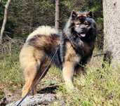 Reproduktor Eurasier FCI/ZKWP oferta krycia