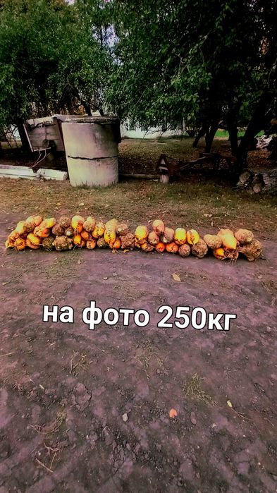 Продам кормовий буряк