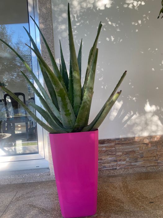 Aloé Vera Medicinal