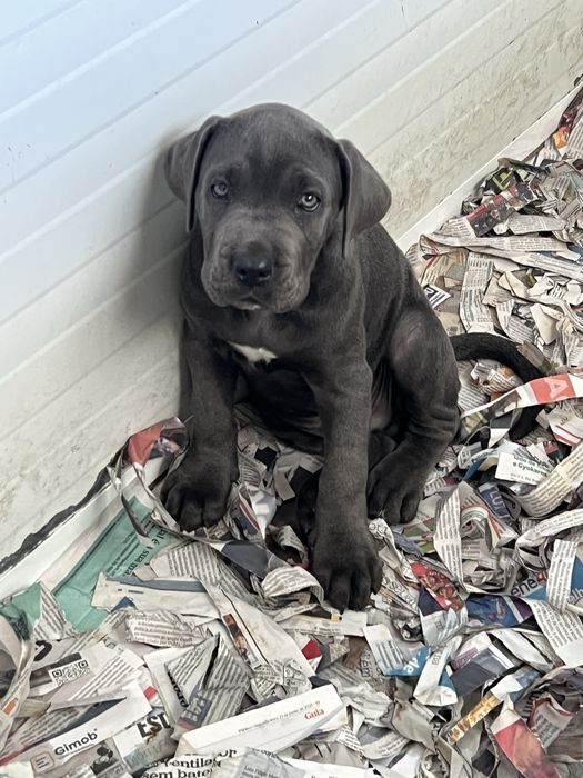 Cane Corso cinzento  Casa do tavarsbull
