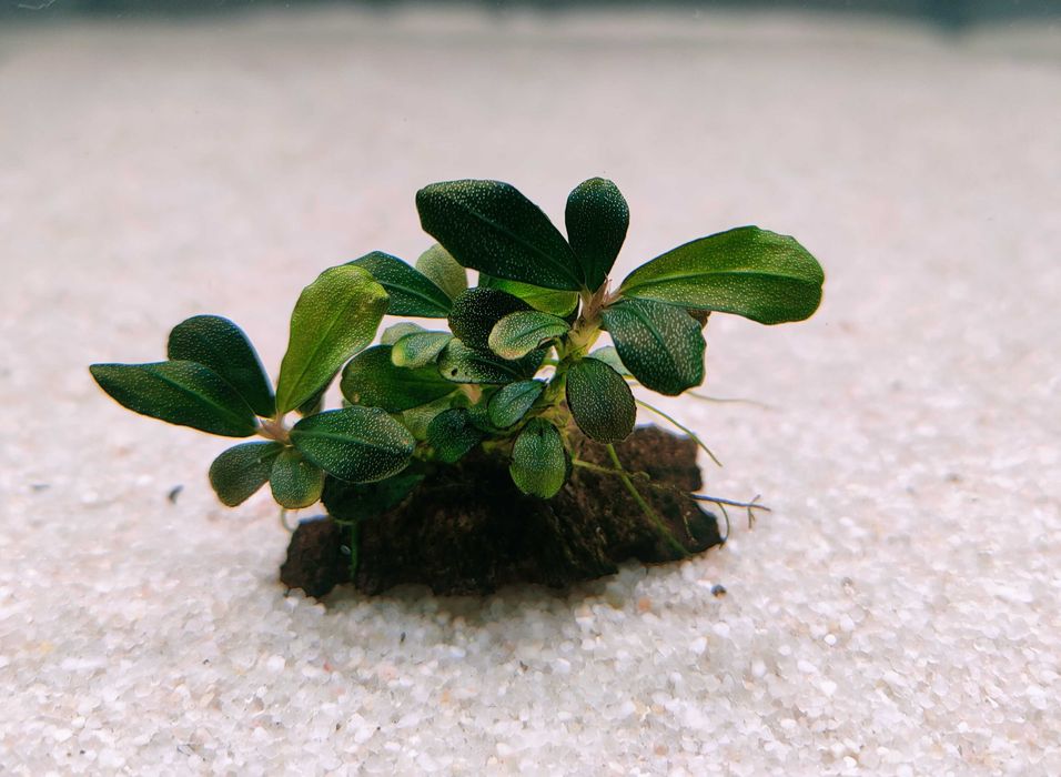 Bucephalandra Pygmaea "Bukit Kelam/Sintang"