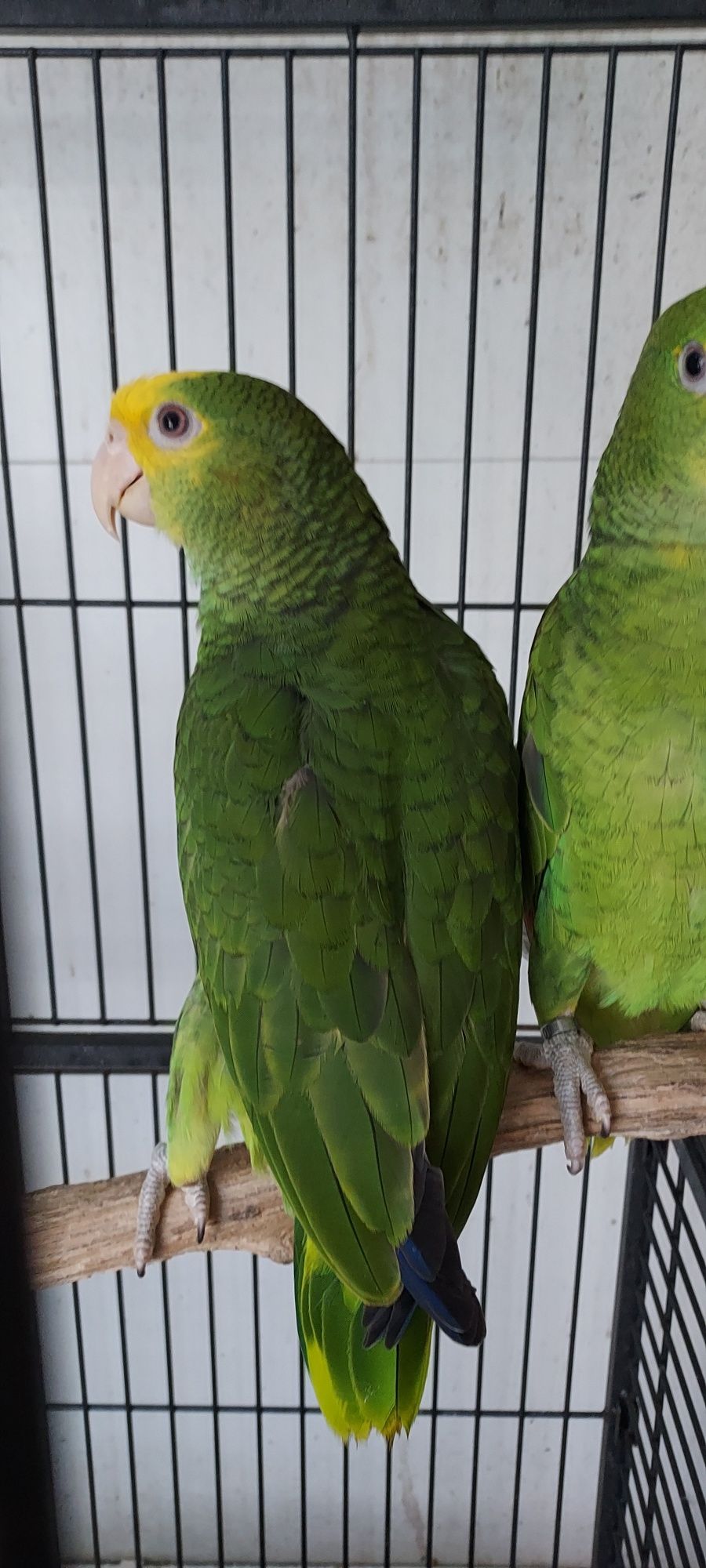 Amazona oratrix.