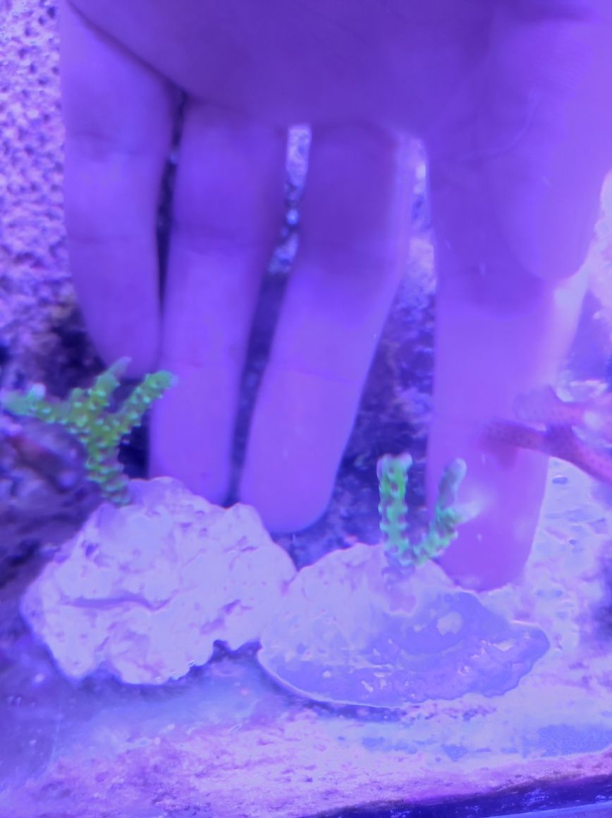 Akwarium morskie Anacropora golden rode