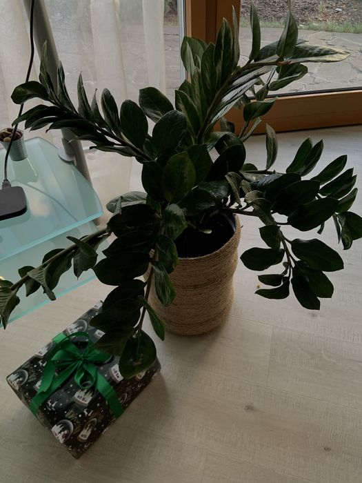 Заміакулькас (доларове дерево)