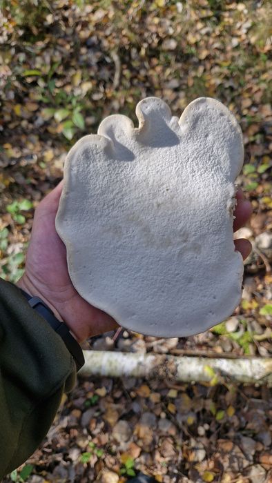 Pniarek (białoporek) brzozowy.