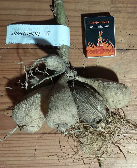 жоржини/георгини 1 (сорт хамелеон)