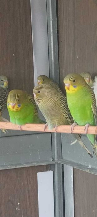 Piriquitos portadores de Black faces