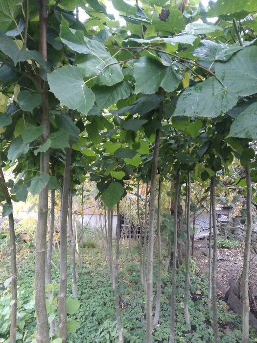 Липа.Саджанці.Широколиста та серцелиста