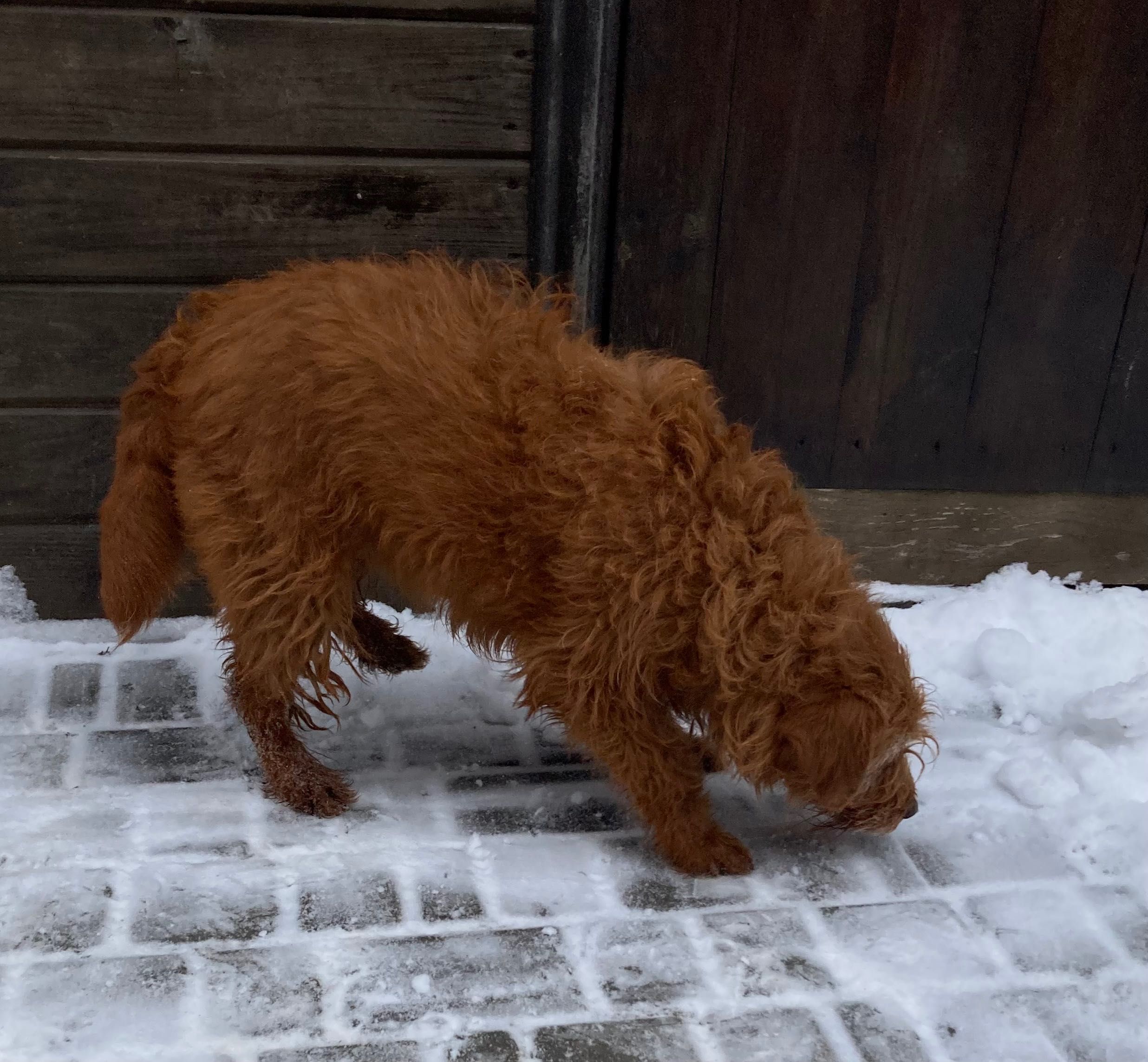 Умница Labradoodle