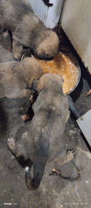 Московська сторожова + Німецька вівчарка