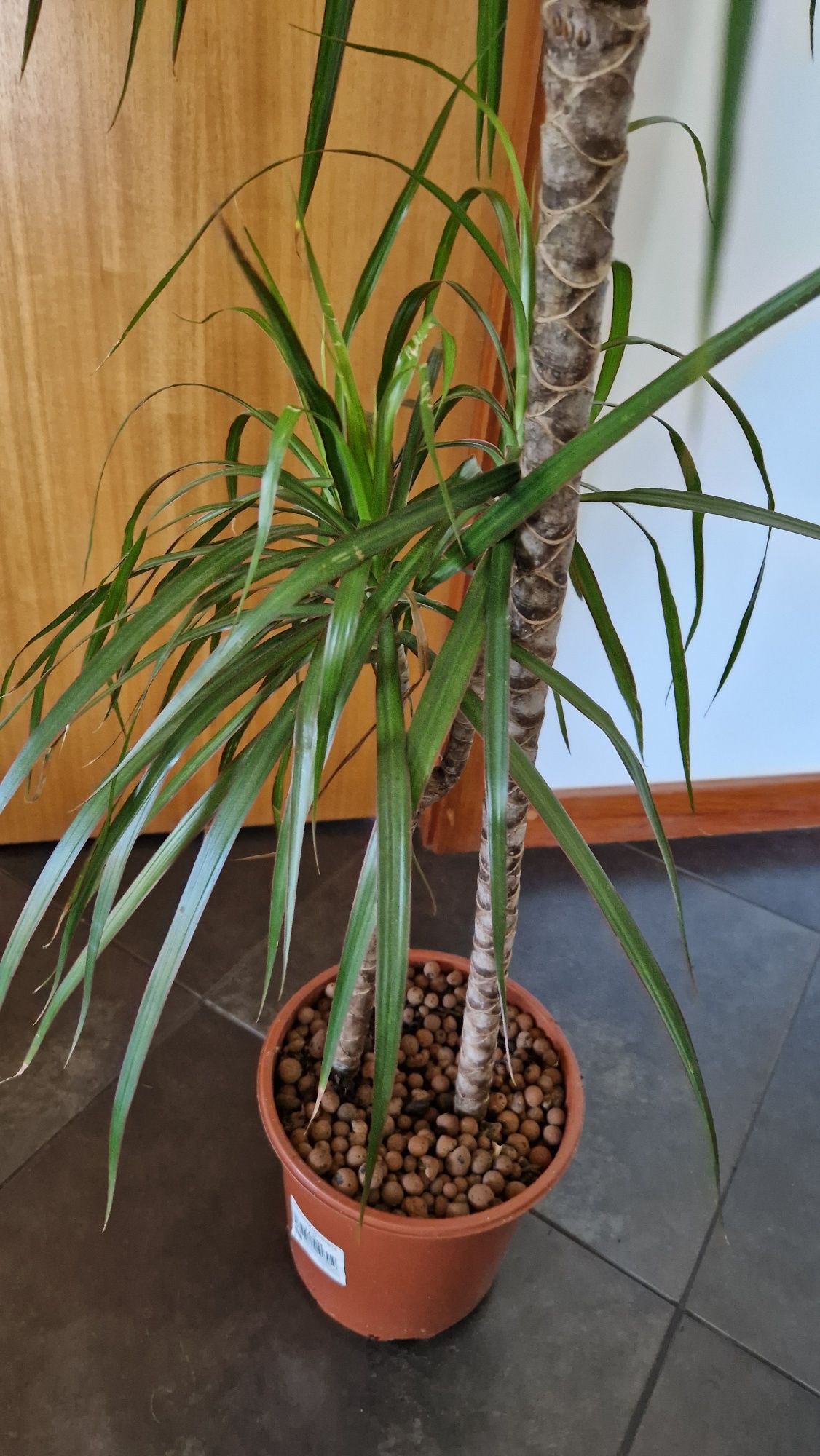 Dracaena Marginata cerca de 110cm 
Com cerca de 110cm