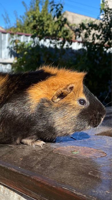 морская свинка в добрые руки