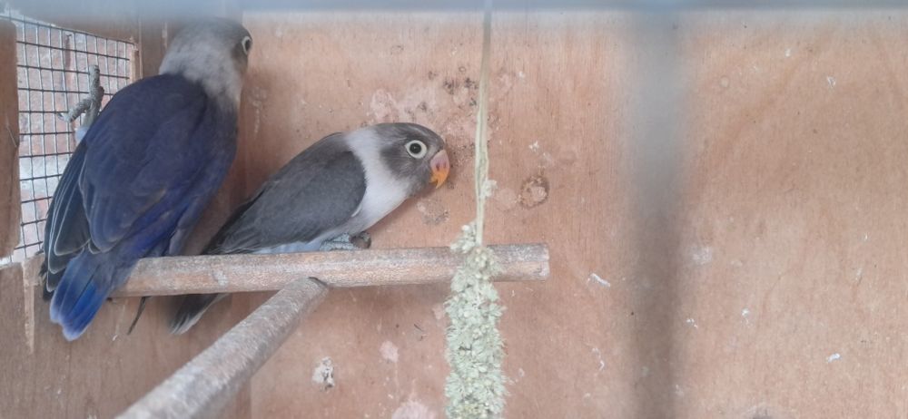 Nierozlaczka czernogłówka czarna