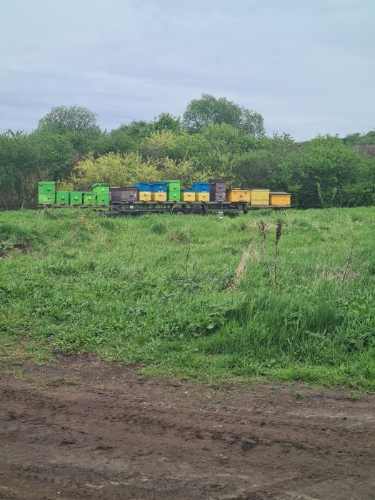Продам    мед з власної пасіки