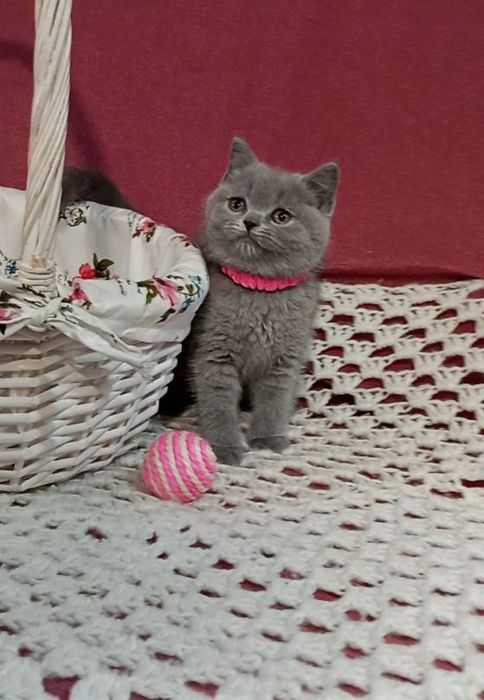 Котенок : Лапушка Иветта .