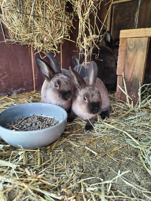 Mini rex kuna brązowa niebieska samiec samica