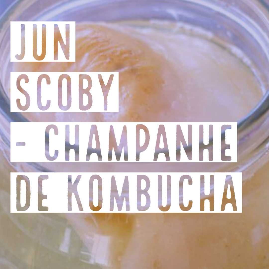 Cultura de Jun Biológica - scoby probiótico champanhe de Kombucha