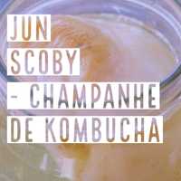 Cultura de Jun Biológica - scoby probiótico champanhe de Kombucha