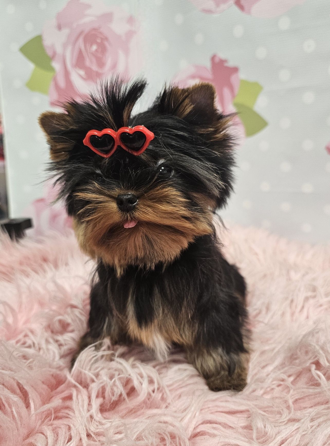York yorki piesek mini xxs  zkwp fci