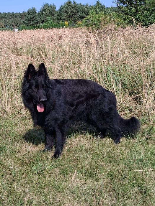 Owczarek niemiecki długowłosy śliczne szczenięta