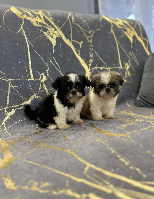 Sprzedam Shih-tzu Miniaturka 7 tygodni Z Rodowodem