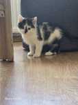 Piękny kocurek Urwis do adopcji