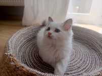 Kocurek ragdoll blue bicolor