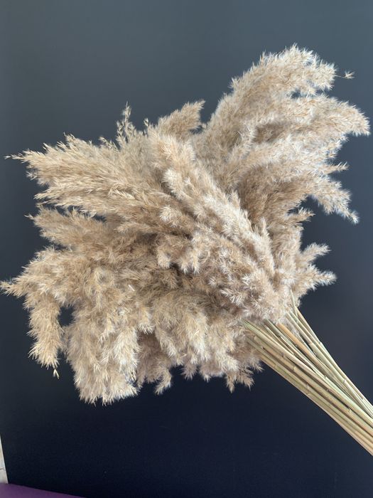 Очерет річний сухий пампасна трава Камыш сухоцвет тростник