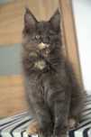 Maine coon koteczka Malaga