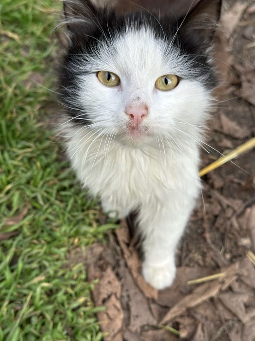 Котята в хорошие руки. Бесплатно!