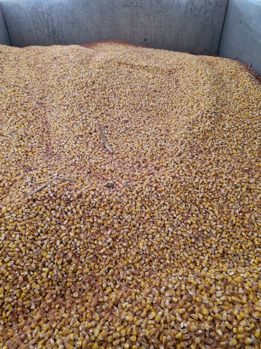 Sprzedam suchą kukurydzę