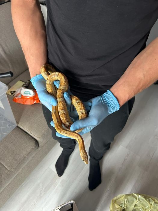 Węże zbożowe różne odmiany