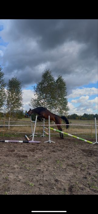 Klacz prospekt sportowy wkkw skoki